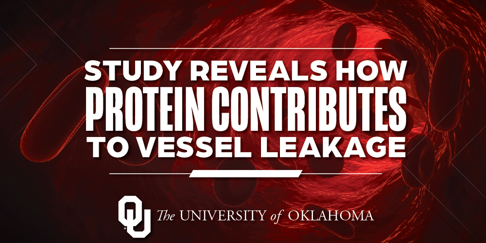 Study Illuminates Contributing Factors to Blood Vessel Leakage