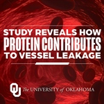 Study Illuminates Contributing Factors to Blood Vessel Leakage